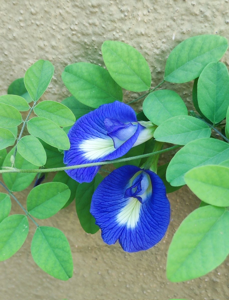 swapna20jain's tweet photo. Happy sunday from my #garden. #Bluepea flowers. #flowers #GardenersWorld #photography #ThePhotohour #EarthDay #vellore @Mariko07521640
@poojagarg1111 @baxirahul @DrAjaykishore82 @misrapranab https://t.co/4dOd0jYE2G