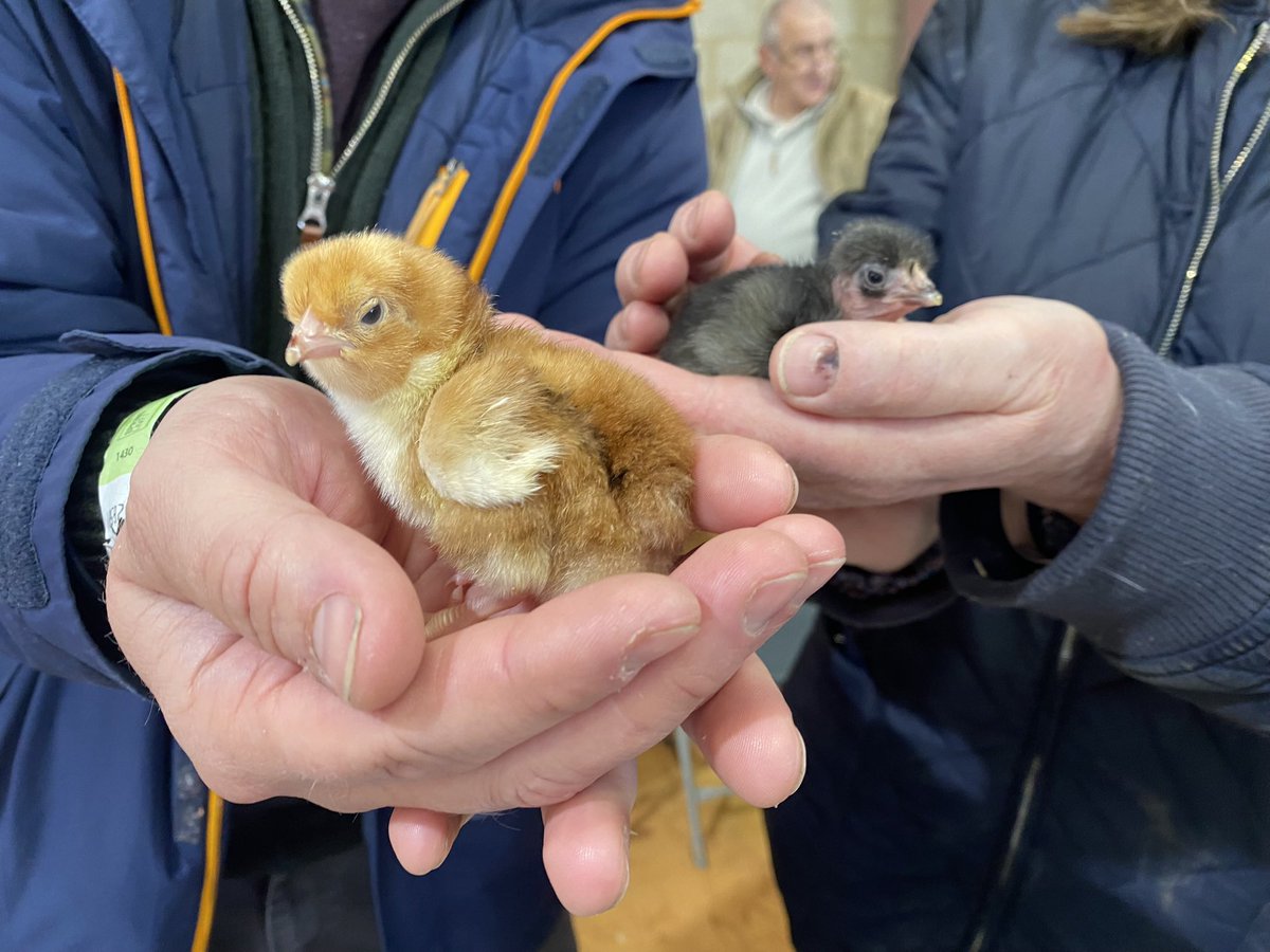 The birds are back here at #SpringLive <a href="/SouthEngShows/">South of England Shows</a> 🐣@OBrienKrystyna chatted with Jan Pannell of Arun Valley Poultry Fanciers Society about the 40+ chicks which have hatched this weekend including the beautiful Transylvanian Naked Neck which originated in Romania🐥