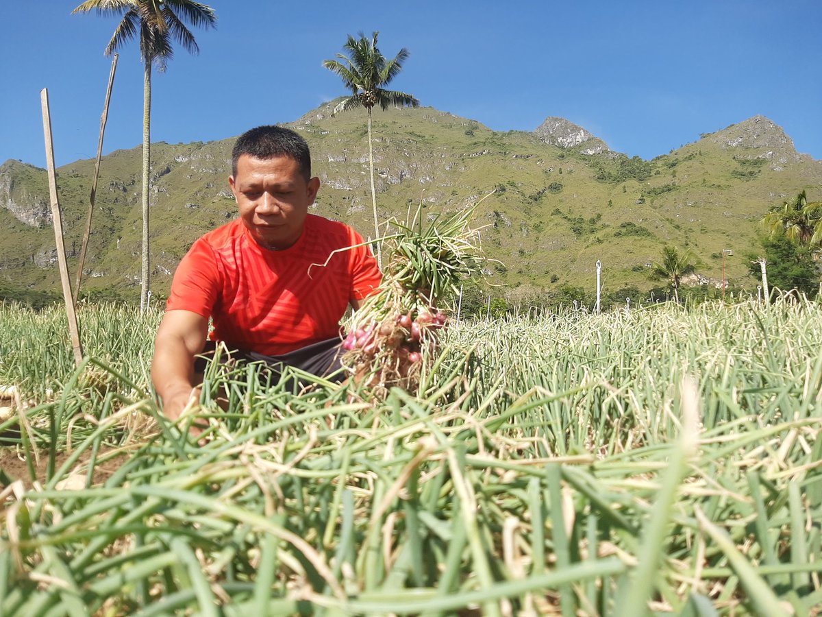 anak petani  
#PluzNote - kembali ke habitat sebagai anak petani pluz pluz 
saatnya panen bawang merah pluz pluz 
#Panen 
#BawangMerah 
#AnakPetani 
#Petani 
#GunungLakawan 
#Lakawan 
#Anggeraja 
#Enrekang 
#Maspul 
#Massenrempulu 
#KampungHalaman 
#PluzPluz 
#doelbeckz7 
#db7