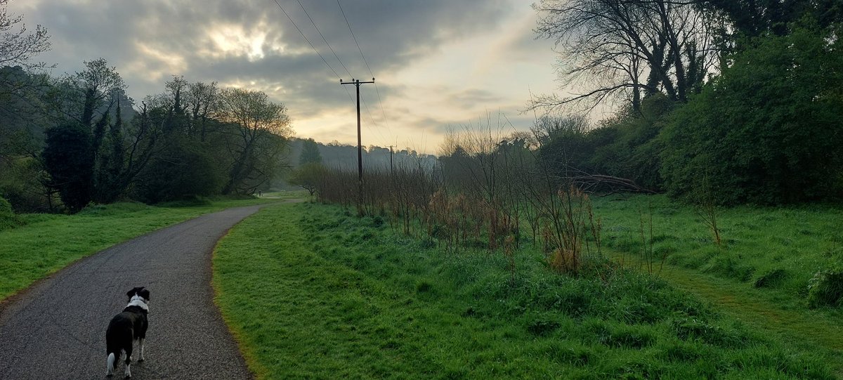 wlhaydock's tweet photo. Early morning park walk, and the most wonderful find 🤩 possibly a Chaffinch nest, it had been blown into the centre of the path #earlymorning #birdsnest #sunlight #movingcloud https://t.co/7ozqYtNkpl