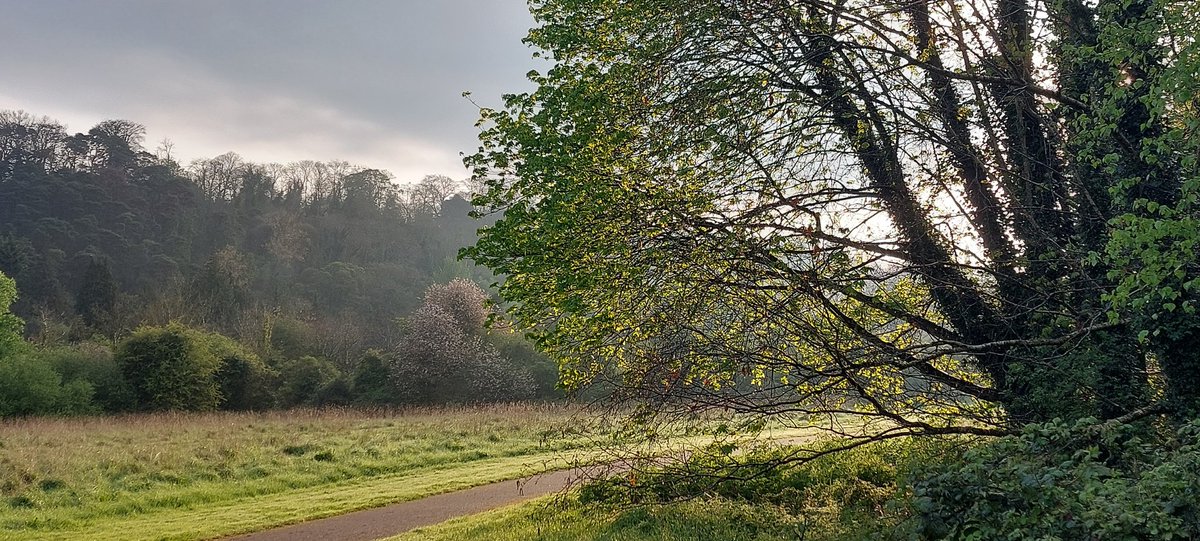 wlhaydock's tweet photo. Early morning park walk, and the most wonderful find 🤩 possibly a Chaffinch nest, it had been blown into the centre of the path #earlymorning #birdsnest #sunlight #movingcloud https://t.co/7ozqYtNkpl