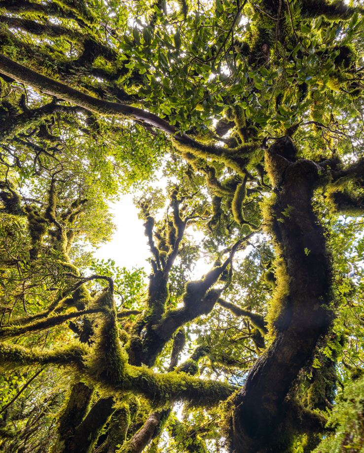 These twisted craggy branches reaching upwards really seem like something out of a fairy tale!