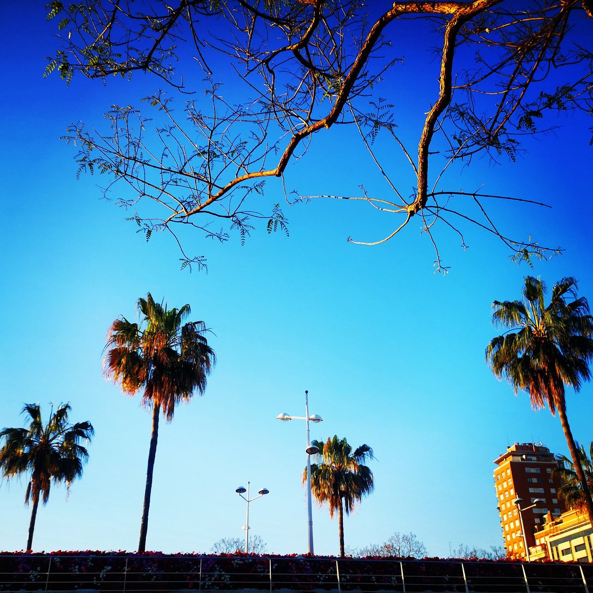 JesusTrelis's tweet photo. Pues ya hemos despertado con una #Valencia espectacular. Nuestros 21,1km del domingo y #Seguimos. Porque en la vida siempre hay que #seguir. Con absoluta pasión, tranquilidad y libertad. Hasta el final, #disfruta. #Retos2023 #running #halfmarathon #marathon 🤩🏃🏻♀️🏃🏼♂️🏃🏽🐌 https://t.co/rdIJxEvDdN