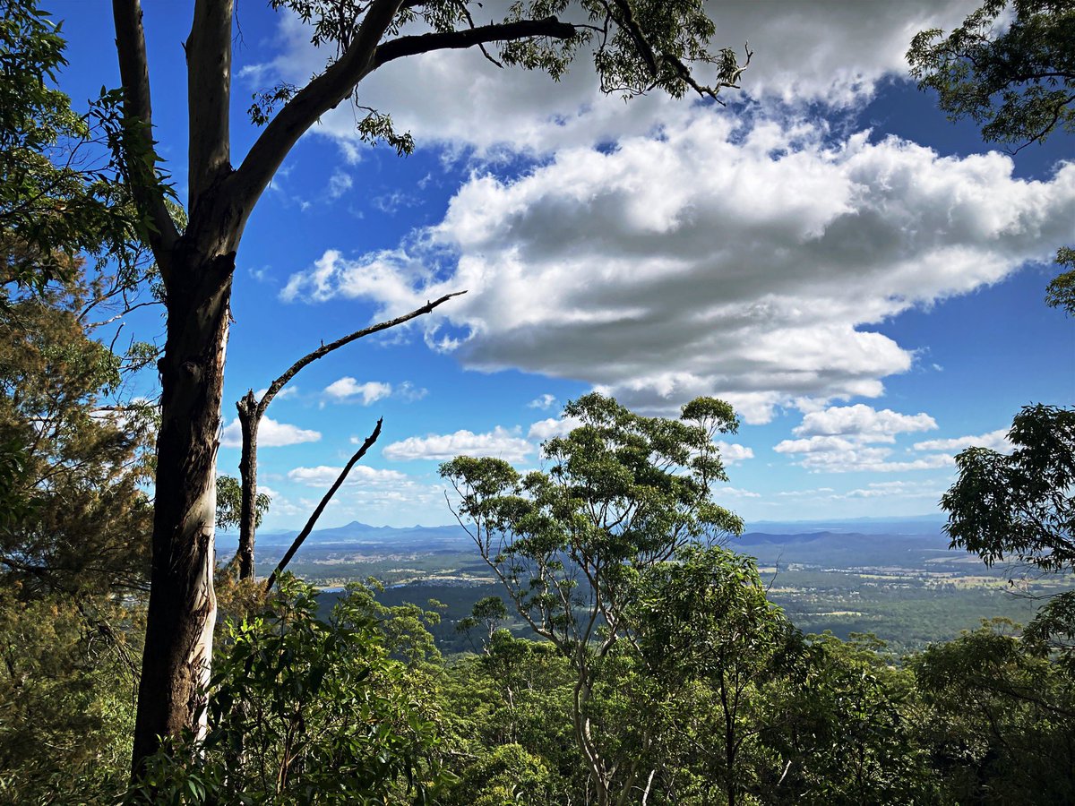jonharleyweston's tweet photo. Morning walk on #TamborineMountain #Queensland #rainforest #themightybush #aussiebush #travelphotography #bushwalking #hiking #johnharleyweston https://t.co/i4gVff9oqL