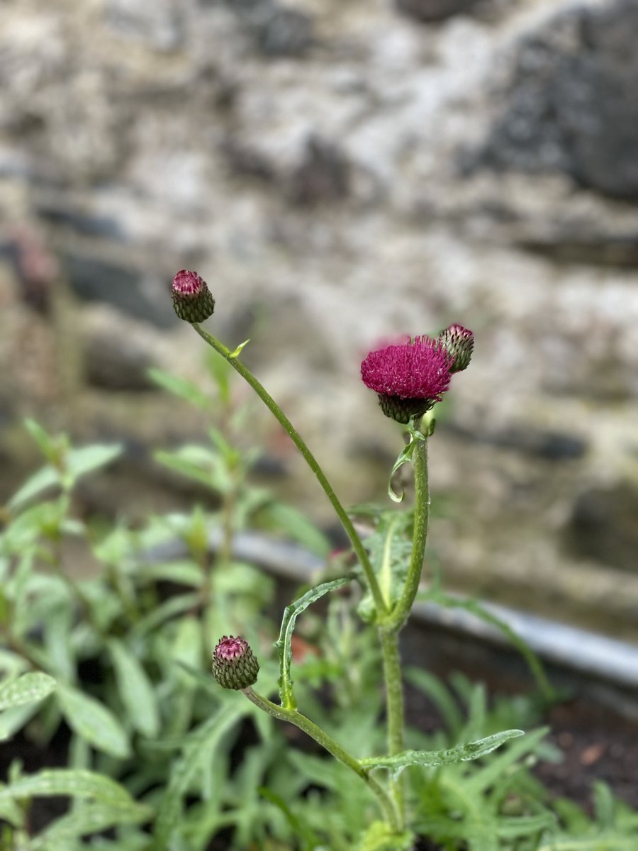 ShaunKiddell's tweet photo. The first flower in my newly planted bee friendly Devon garden. Hoping the pollinators enjoy the plume thistles. #helpingnaturethrive https://t.co/CB69wc5E7Z