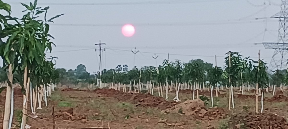 KeerthiVardhan2's tweet image. Sunset with the mango farm view #agriculture #greenary #mangofarm #matoorfarms #yadadri