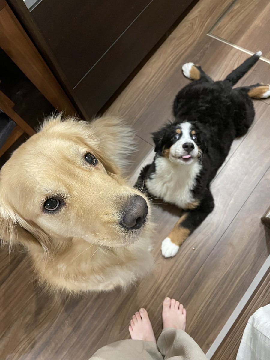 sora_gr1031's tweet photo. おやつが大好き過ぎて変顔になっちゃう子🤪笑 https://t.co/LHaDUQxd2q