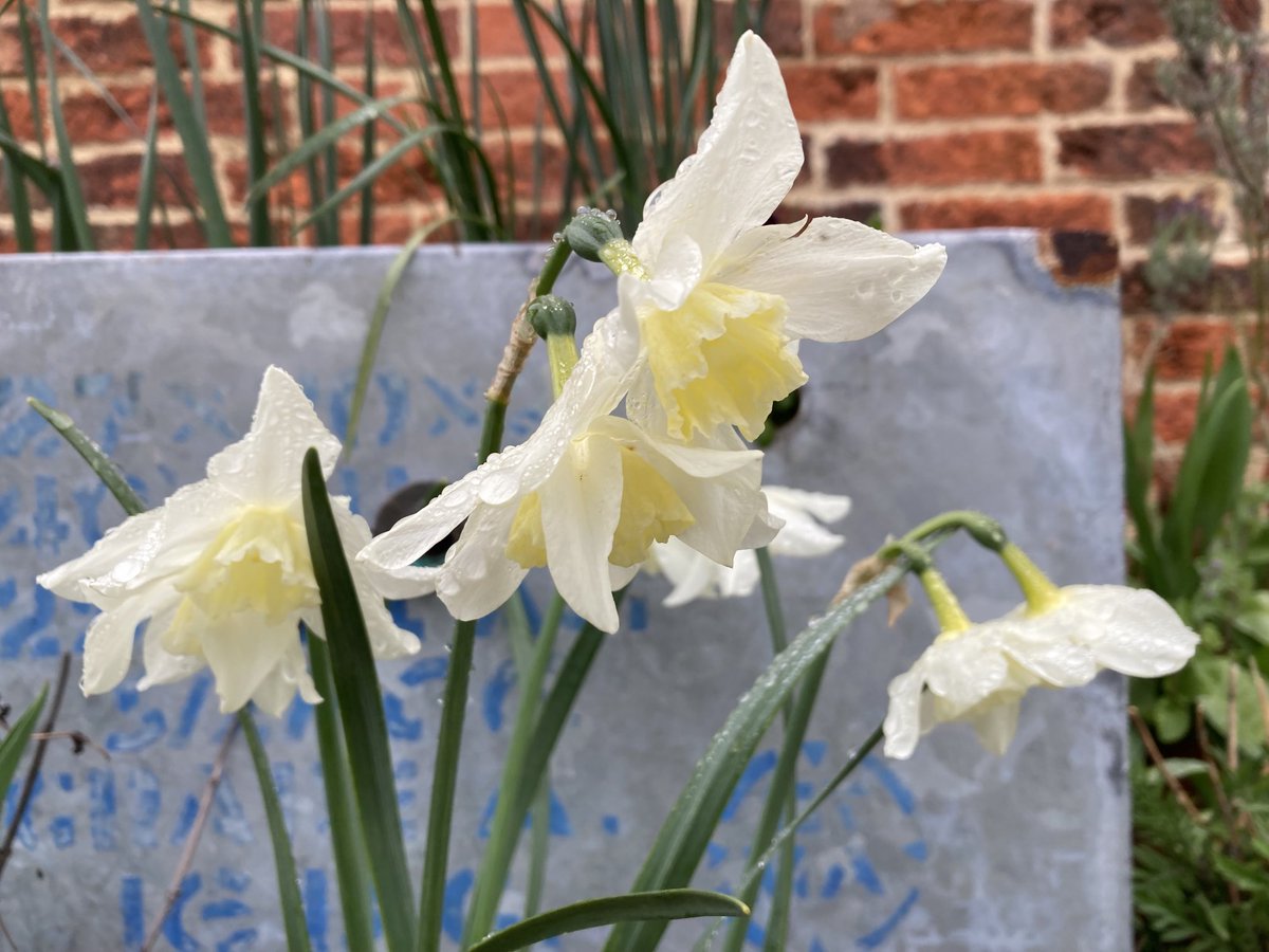 St George’s Day. A damp start but the air is very still with no trace of a breeze. Birdsong surrounds me. Suddenly a curlew flies overhead, a rare sighting here, a joyous start to my day. Church later. My son aged 8 first swam a mile on this day, his great grandfather’s birthday.