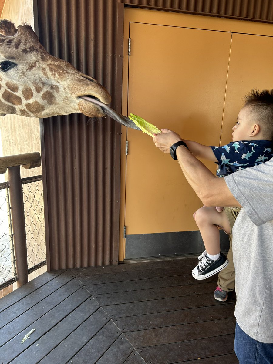 JANCEJA_'s tweet photo. My loves had a blast at the zoo 🦭🦓🦘🐆🦒 https://t.co/IViREL5iyh