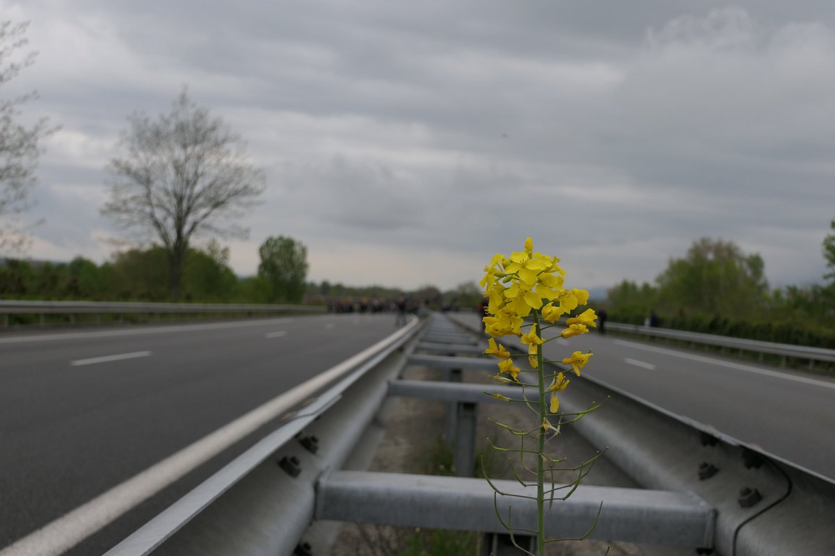 xr_toulouse's tweet photo. 😊 Après le succès de la GRANDE MARCHE du samedi face à l'#A69 &amp; ses terres bétonnées, RDV pour un dimanche maraicher 🌱 &amp; d'échanges pour un construire autre chose que ce que nous propose NGE Atosca et les vendeurs de bitume 🛣️

L'A69 ne passera pas ⛔️

#sortiederoute
#nomacadam https://t.co/wlI56Un7gU