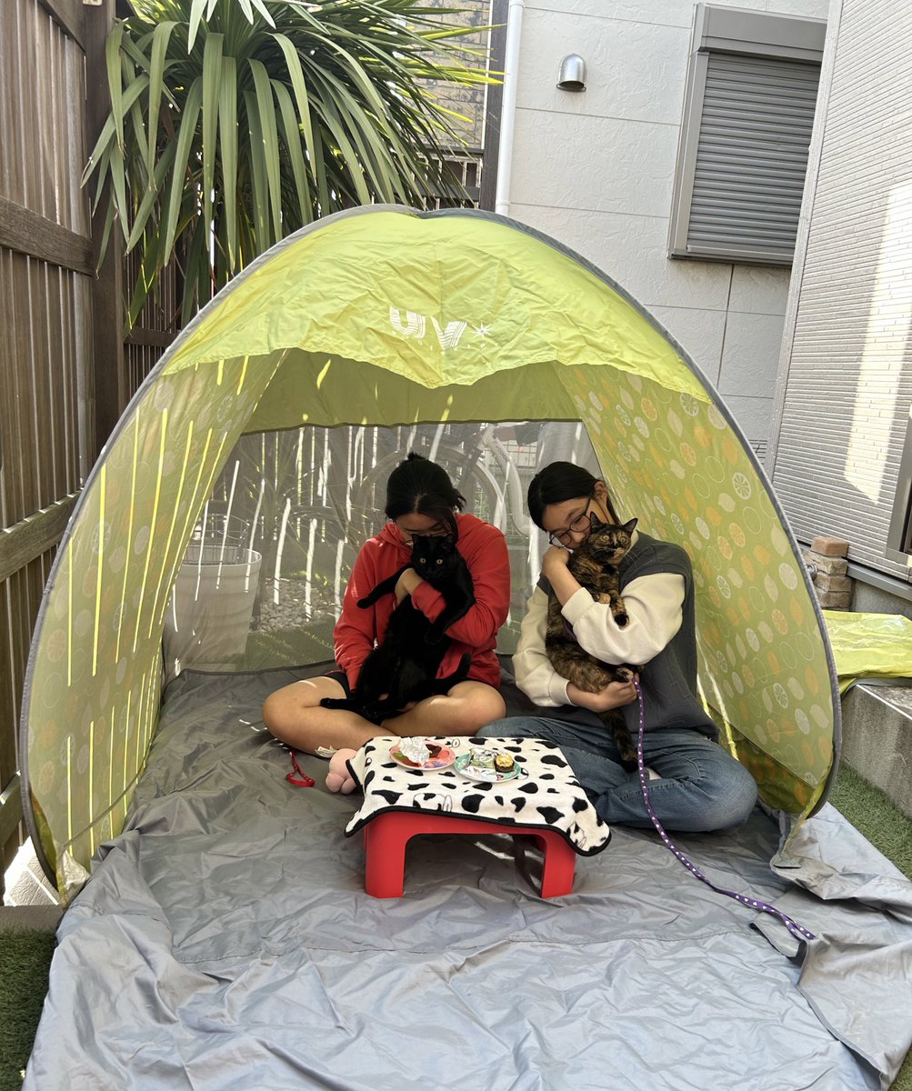 sooyeonssam's tweet photo. 庭で娘たちとにゃんこたちのお茶会。😆 https://t.co/j6on3o2H1O