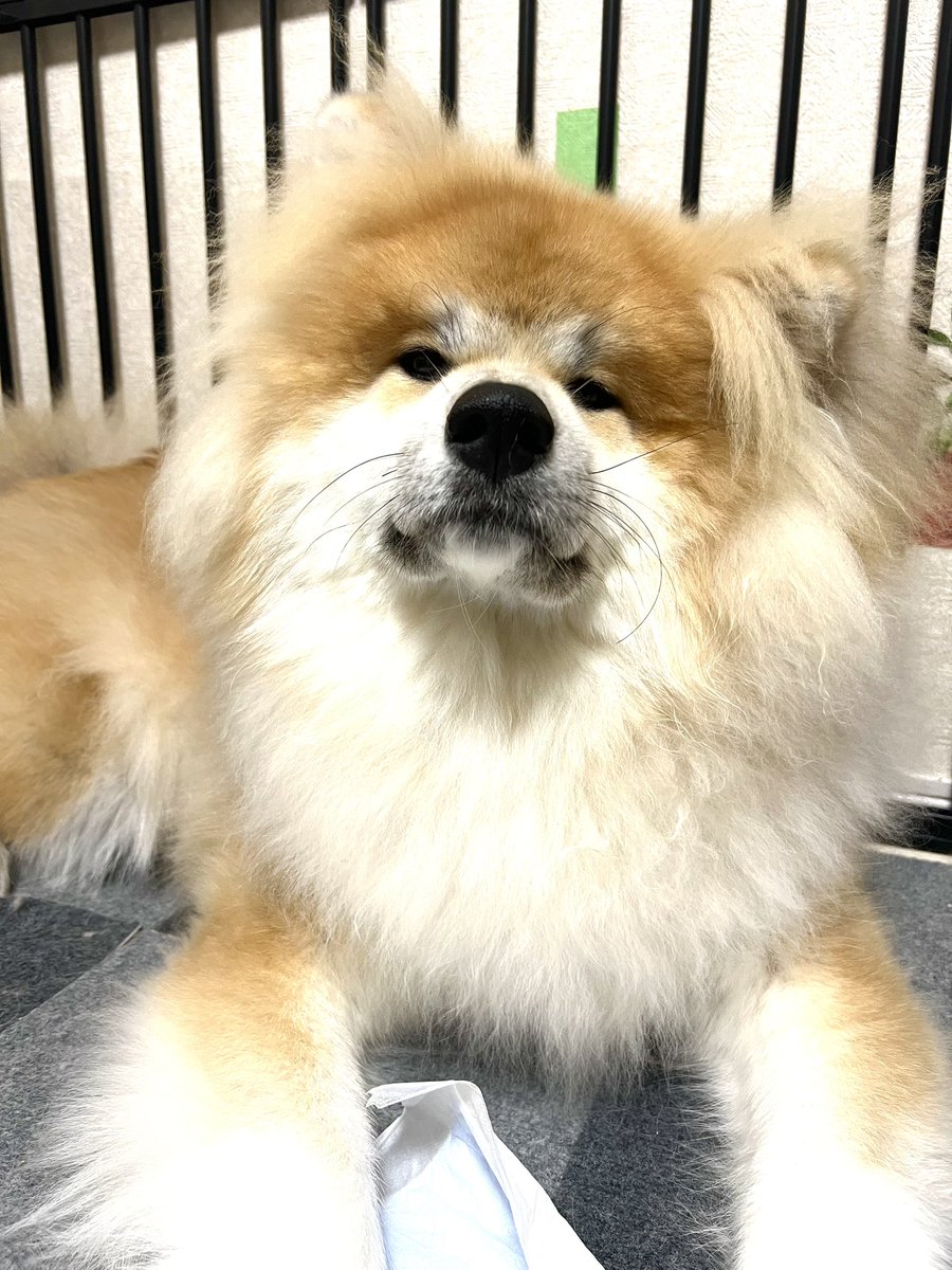 毎朝「おっきい犬が家にいる!!!!」とびっくりします かわいい 