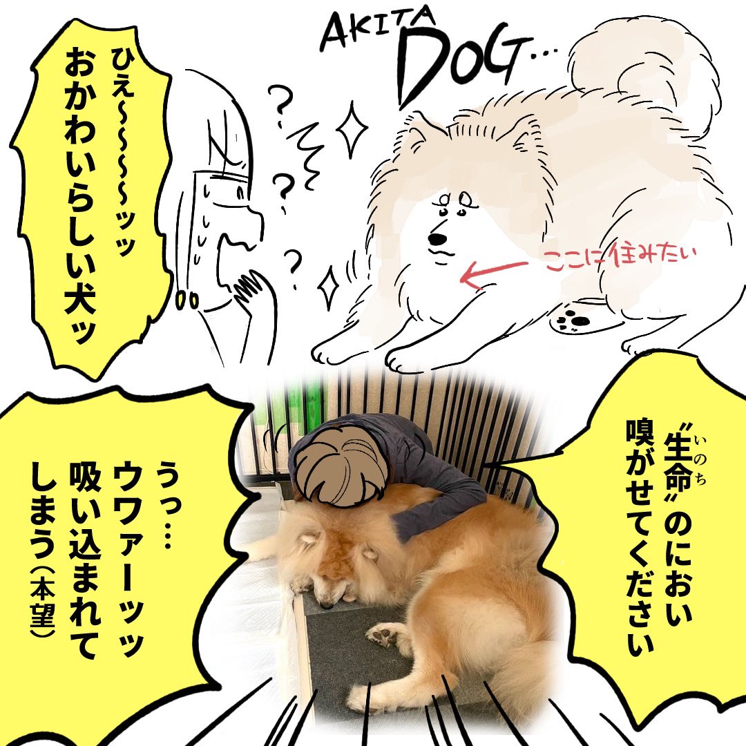 毎朝「おっきい犬が家にいる!!!!」とびっくりします かわいい 