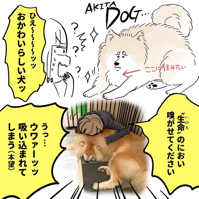 毎朝「おっきい犬が家にいる!!!!」とびっくりします かわいい 