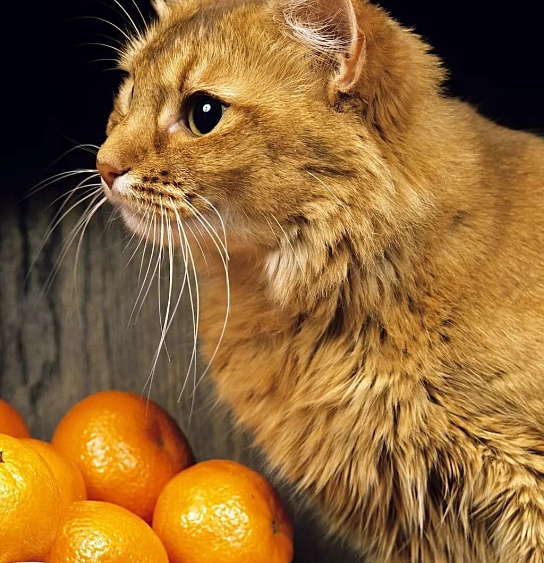sebalink20's tweet photo. #cat #OrangeCap https://t.co/ZLk8WZTe4O