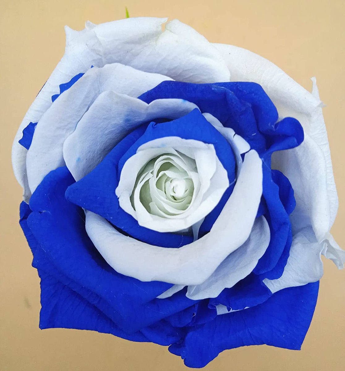 SebastinZamor15's tweet photo. Feliz Sant Jordi #Pericos #pericas #RCDE https://t.co/lPd7eaITxs
