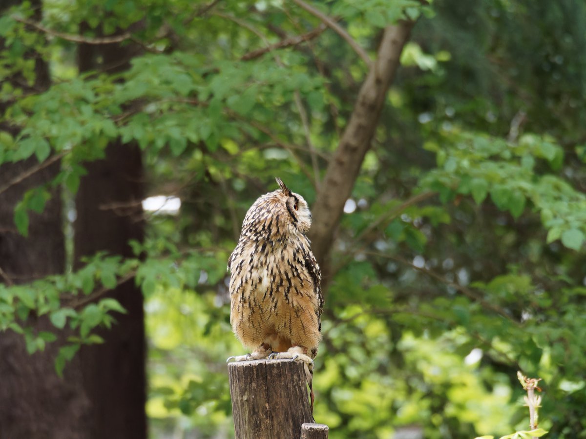 ＃ワシミミズク ＃鷲木菟
#EurasianEagleOwl