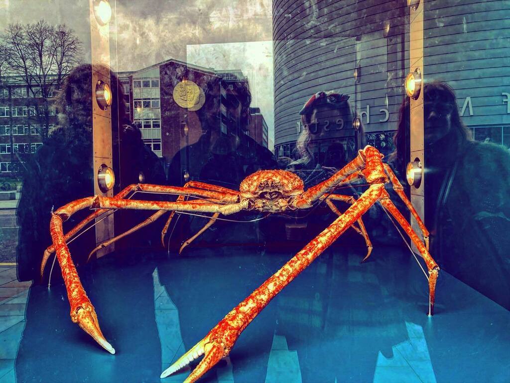 PineyGir's tweet photo. Went to #manchester played a gig &amp; saw a really big crab! #crabsofinstagram 🦀 #naturalhistorymuseum #naturalhistory https://t.co/mIT6ZLJUB9 https://t.co/WvcIa2mNvg