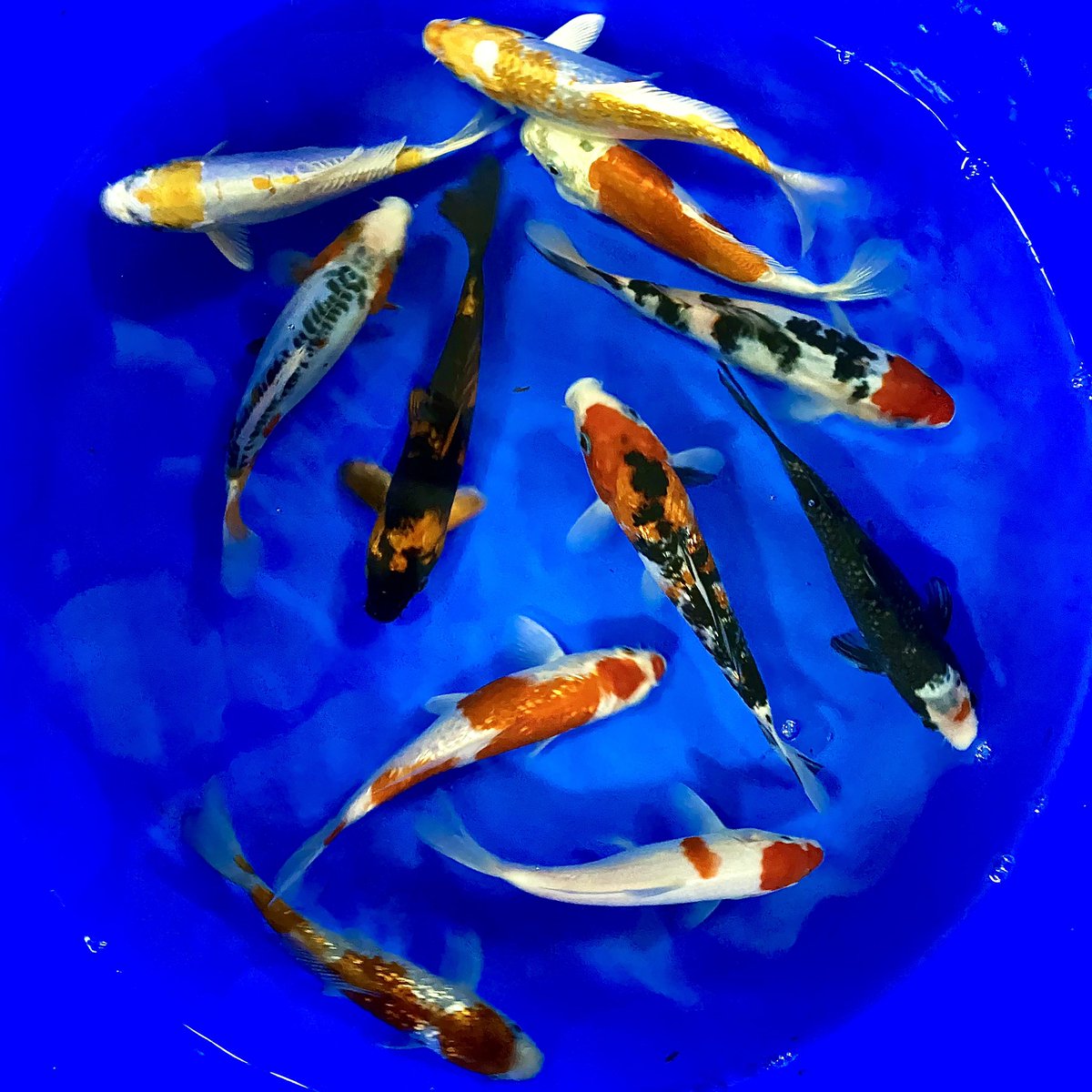 AquaticsKoi's tweet photo. 🔥6-7” mix. There is some gems to be had in all of our smaller Koi mixes🔥
🕰️OPEN 10-4🕰️

#Koi #KoiFish #KoiPond #FishPond #Fish #KoiCarp #Nishikigoi #Yamabuki #Hariwake #Kikusui #Sanke #Kumonryu #Goromo #HiUtsuri #KinKiUtsuri #Shusui #GhostKoi #GhostCarp #Kohaku https://t.co/w2BjpEfbjW
