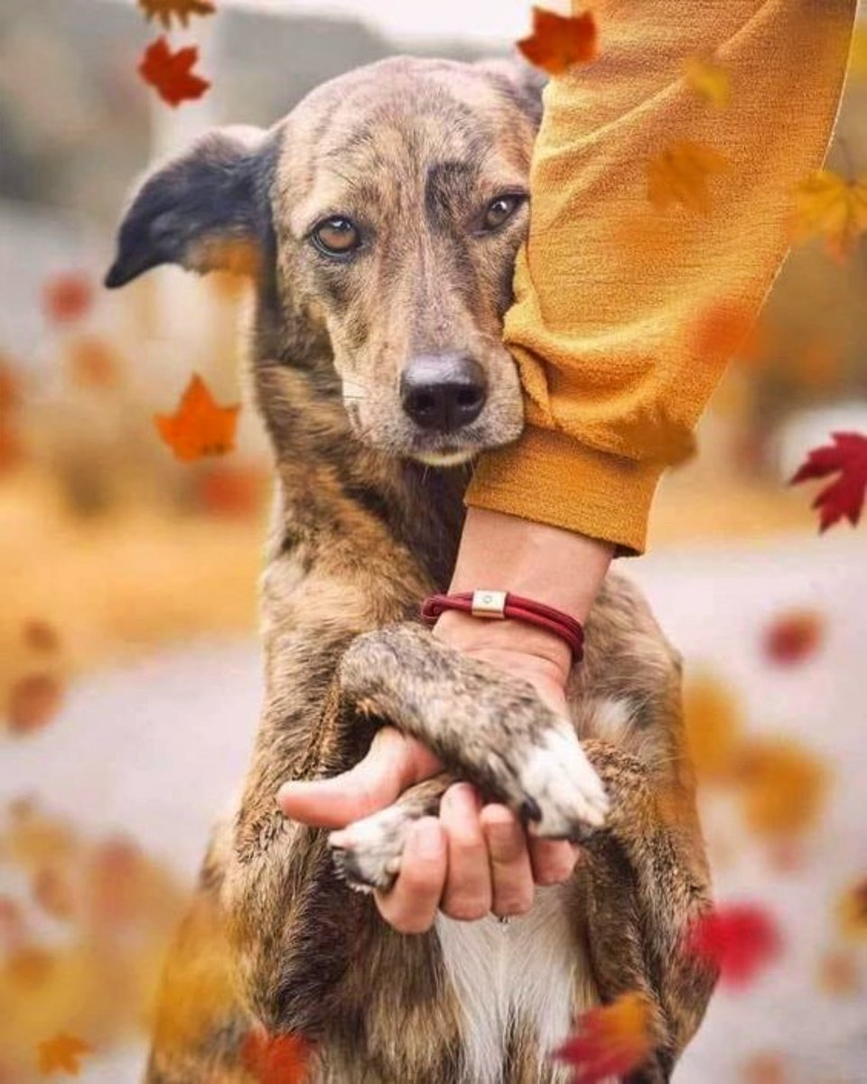 SosAbuelos1's tweet photo. ― "La mayor lección de amor
               me la dio alguien
        que no hablaba la misma
                 lengua que yo." ― 🐾❤️ https://t.co/kb8mo5T2II
