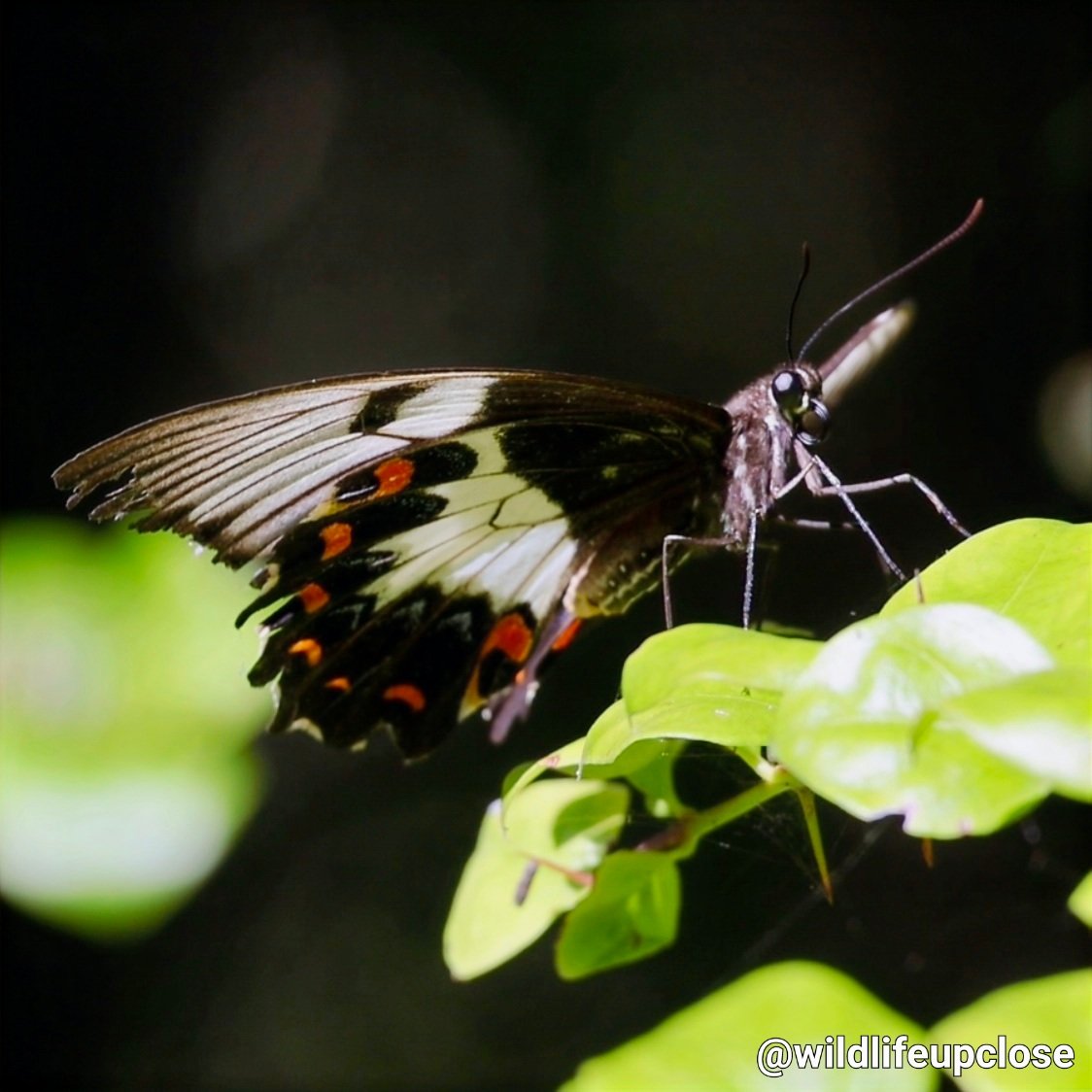wildlifeupclose's tweet photo. Swallowtail Butterfly 🦋 💖

#butterfly #Butterflies #swallowtail #wildlife https://t.co/t0LKcZp5AD