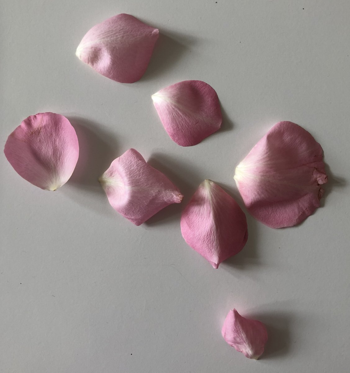 CrossParks_'s tweet photo. Work in progress. Gradient study with rose petals. https://t.co/gqTVwBQDum