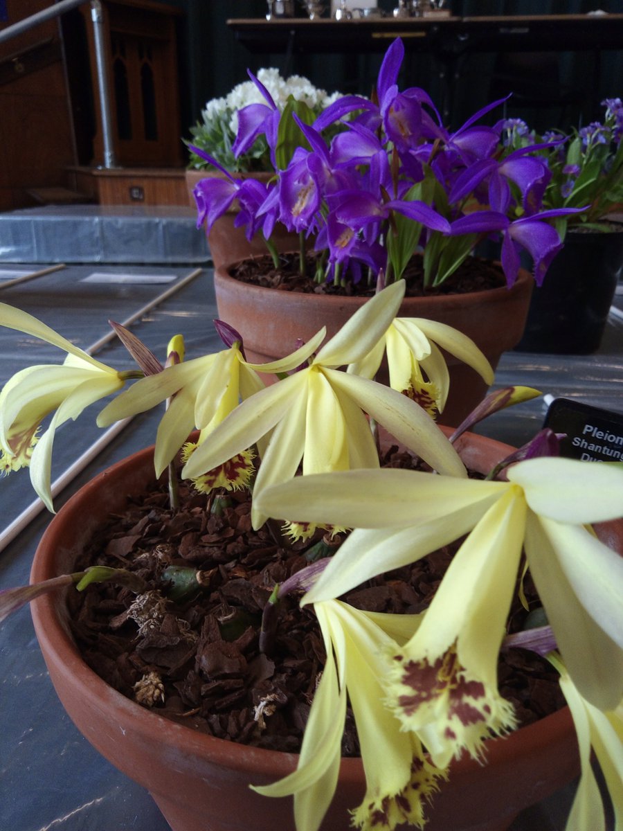 StephenShelle20's tweet photo. Morning everyone, hope you are all "Tickety boo" today
What's on the agenda folks?
Here are a few pictures showing the wide range of plants on display at yesterday's @AlpineGardenSoc show https://t.co/pxzElVYcQS