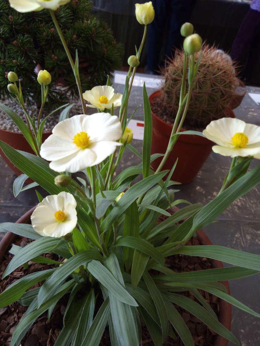 StephenShelle20's tweet photo. Morning everyone, hope you are all "Tickety boo" today
What's on the agenda folks?
Here are a few pictures showing the wide range of plants on display at yesterday's @AlpineGardenSoc show https://t.co/pxzElVYcQS