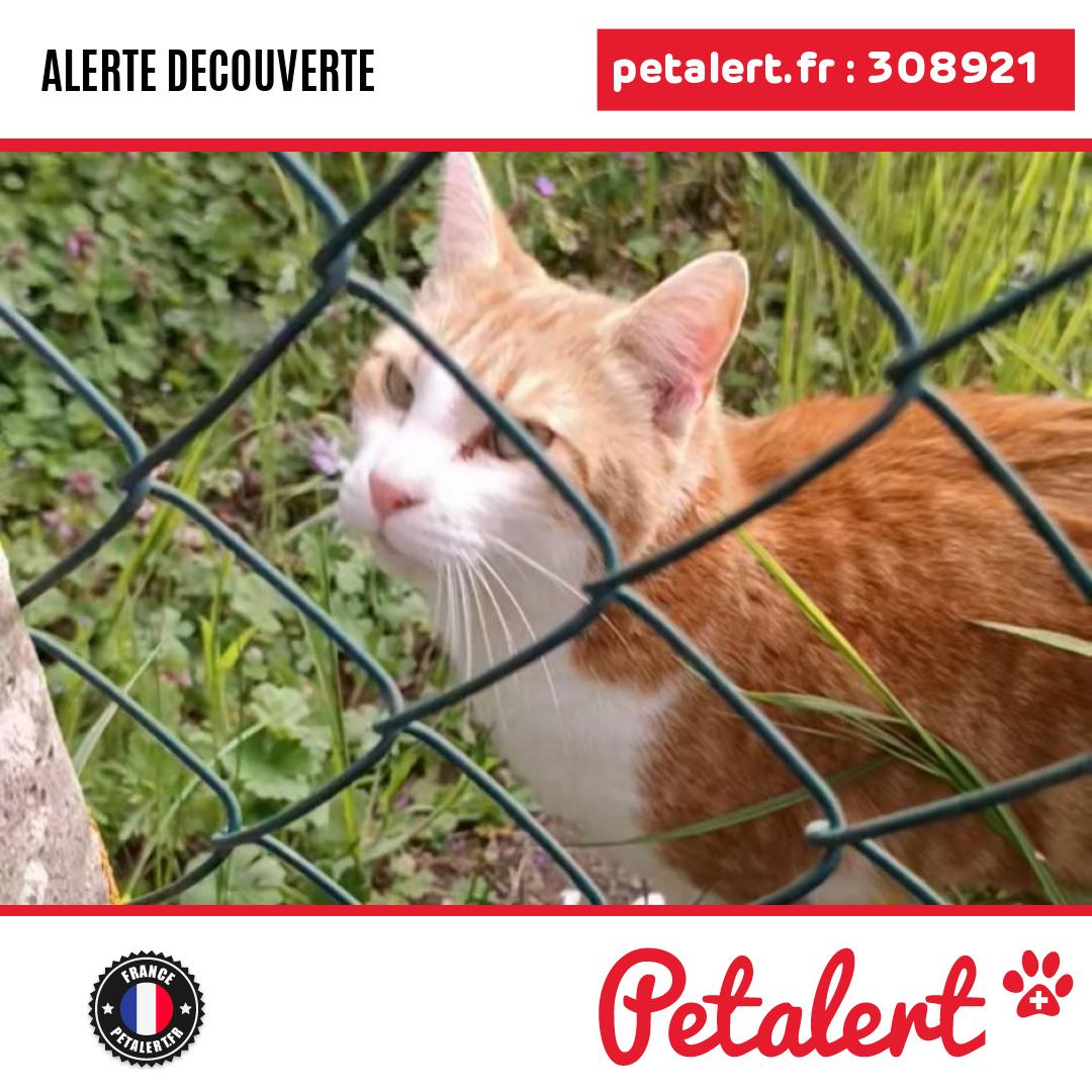 petalert_france's tweet photo. Trouvé #Chat #Cher #JouetSurLAubois #Petalert  #PetAlert18 / https://t.co/CefoQIiS9U https://t.co/FWxt5zwnGJ