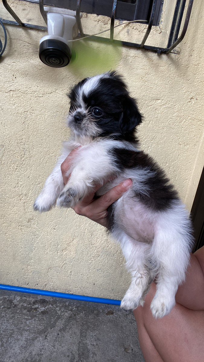 Christopercabr5's tweet photo. Last 3puppy 1Girl7k  2boys 6kPure Shitzu princess Type With VetCard Dm lng mga Boss https://t.co/0y2WLZPaPo