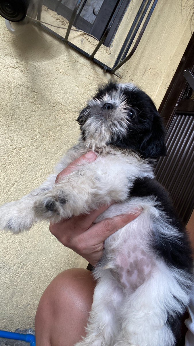 Christopercabr5's tweet photo. Last 3puppy 1Girl7k  2boys 6kPure Shitzu princess Type With VetCard Dm lng mga Boss https://t.co/0y2WLZPaPo