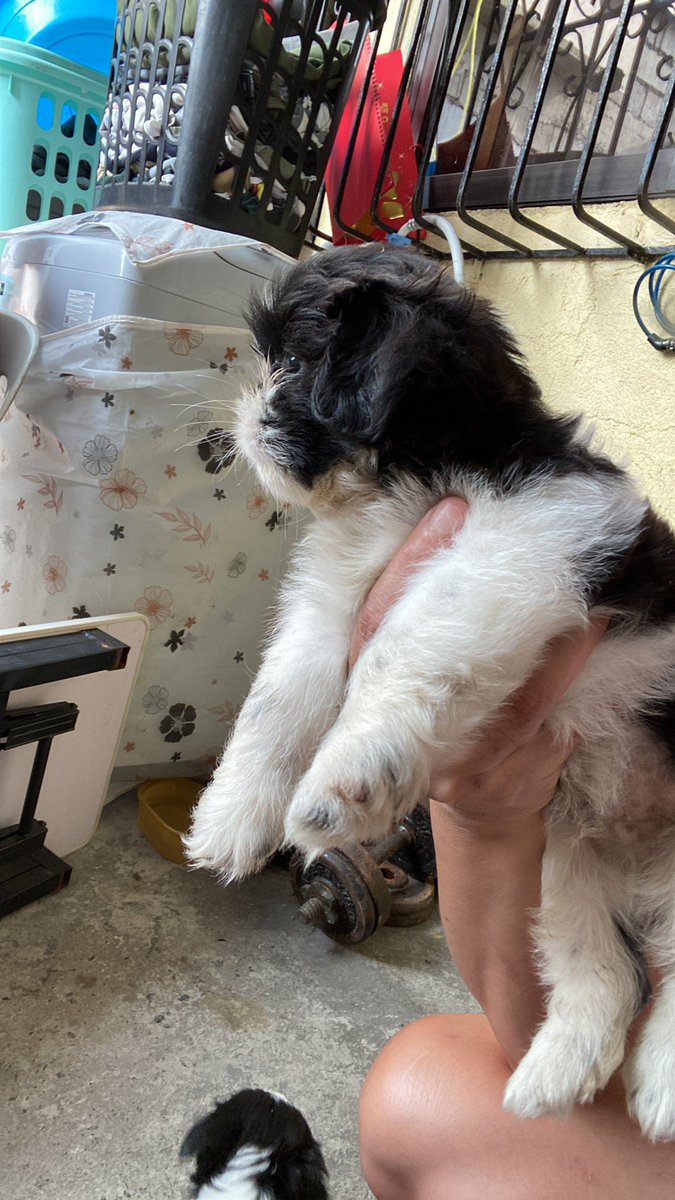 Christopercabr5's tweet photo. Last 3puppy 1Girl7k  2boys 6kPure Shitzu princess Type With VetCard Dm lng mga Boss https://t.co/0y2WLZPaPo