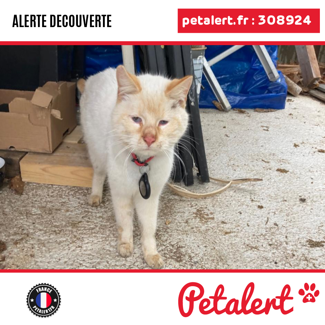 petalert_france's tweet photo. Trouvé #Chat #Sarthe #LeMans #Petalert #PetAlert72 / https://t.co/yK2HKBOOJm https://t.co/DbE957tvAf