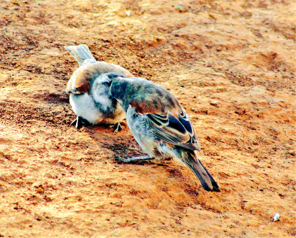 lungampumpula91's tweet photo. Some Sparrow feeding the Young🇿🇦🇿🇦🇿🇦🕊️ https://t.co/K74y1YCtH3