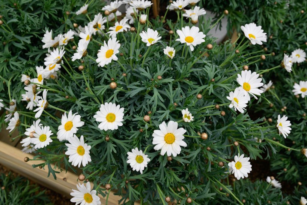 VanHage's tweet image. 🌼Marguerite Standard Daisies benefit from deadheading throughout their flowering period and require moist, well-drained soil conditions. Ideal for containers or beds.

#patioplants #beddingplants #springplants #gardening #garden #vanhage #springbedding #gardenborders #perennials