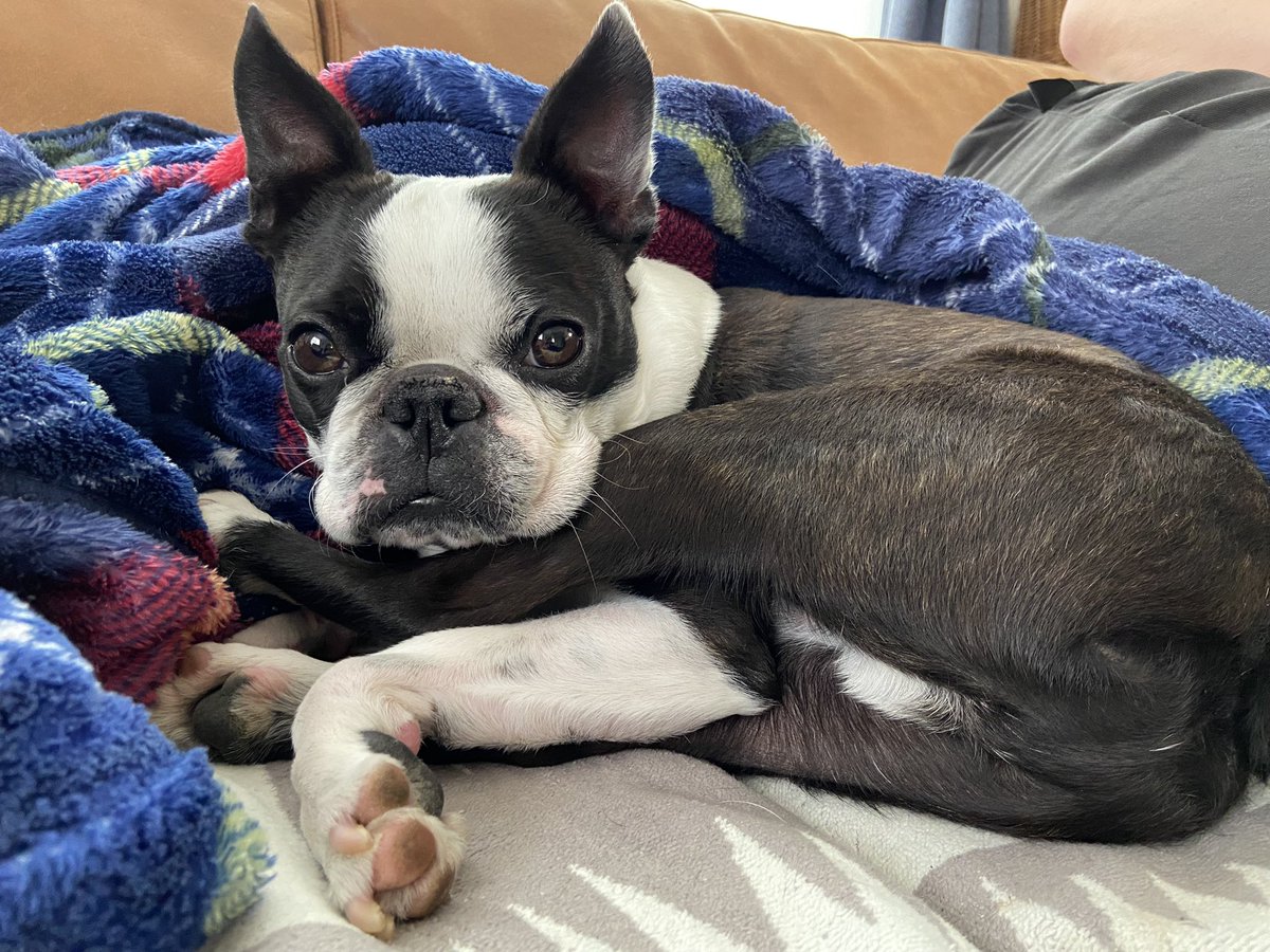 IGGY(イギー)?ボストンテリア (@iggy_the__dog) / Posts / X