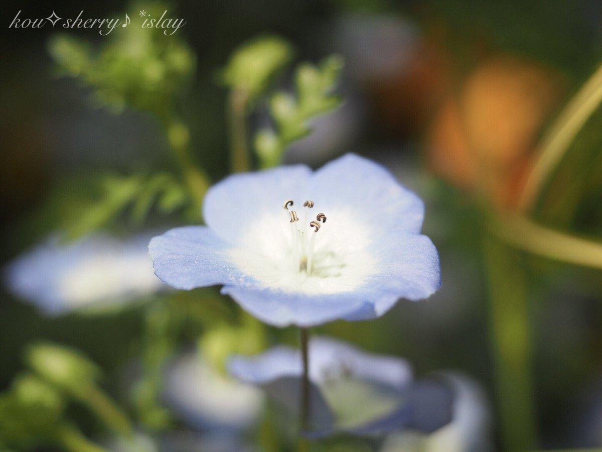 sherry_islay's tweet photo. ✴︎
　
季節が��た一歩

前に進む中でも

絶え間ない命は

いつもさりげなくて

誰に問うこともなく

やさしさに溢れてる

そよぐ風に彩られて
　
✴︎

#ファインダー越しの私の世界 
#写真で伝えたい私の思い 
#キリトリセカイ 
#ネモフィラ 
#flower 
#omoi https://t.co/uZRcVq6rPr