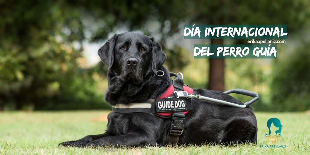MyAnimalBond's tweet photo. En el Día Internacional del Perro Guía, honramos a estos héroes caninos que brindan asistencia y amor a personas ciegas o con discapacidad visual, para su movilidad e independencia. 🐾💕 

#DíaDelPerroGuía #ComunicaciónAnimal #AmorPorLosPerros #perro #perros https://t.co/QKYlDjYcss