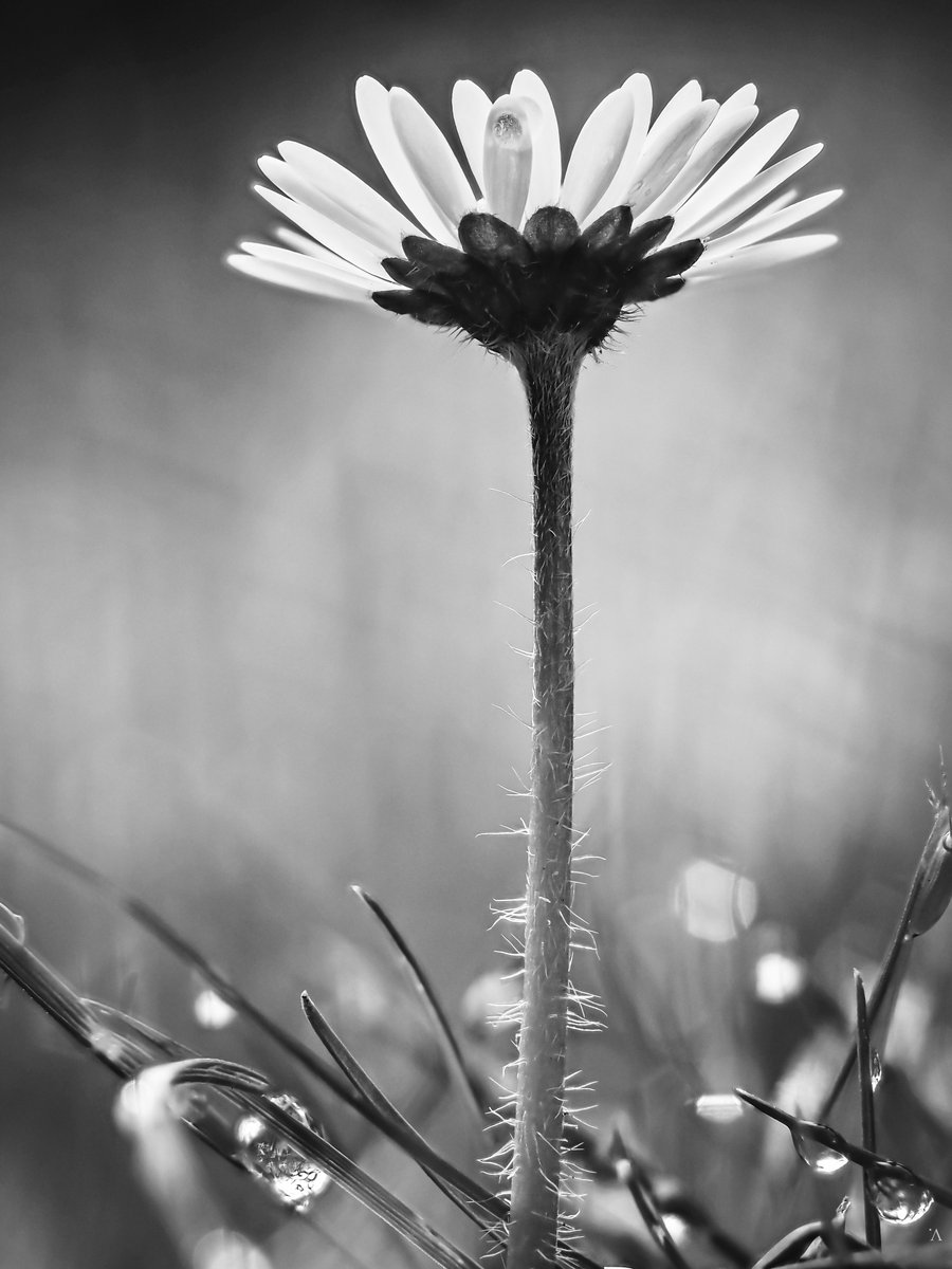 V_greys's tweet photo. Fresh as a daisy #BlackAndWhiteMacro #springflowers #macrophotography #photography #macro @BNW_Macro @MacroHour https://t.co/wKQiWFh5Rf