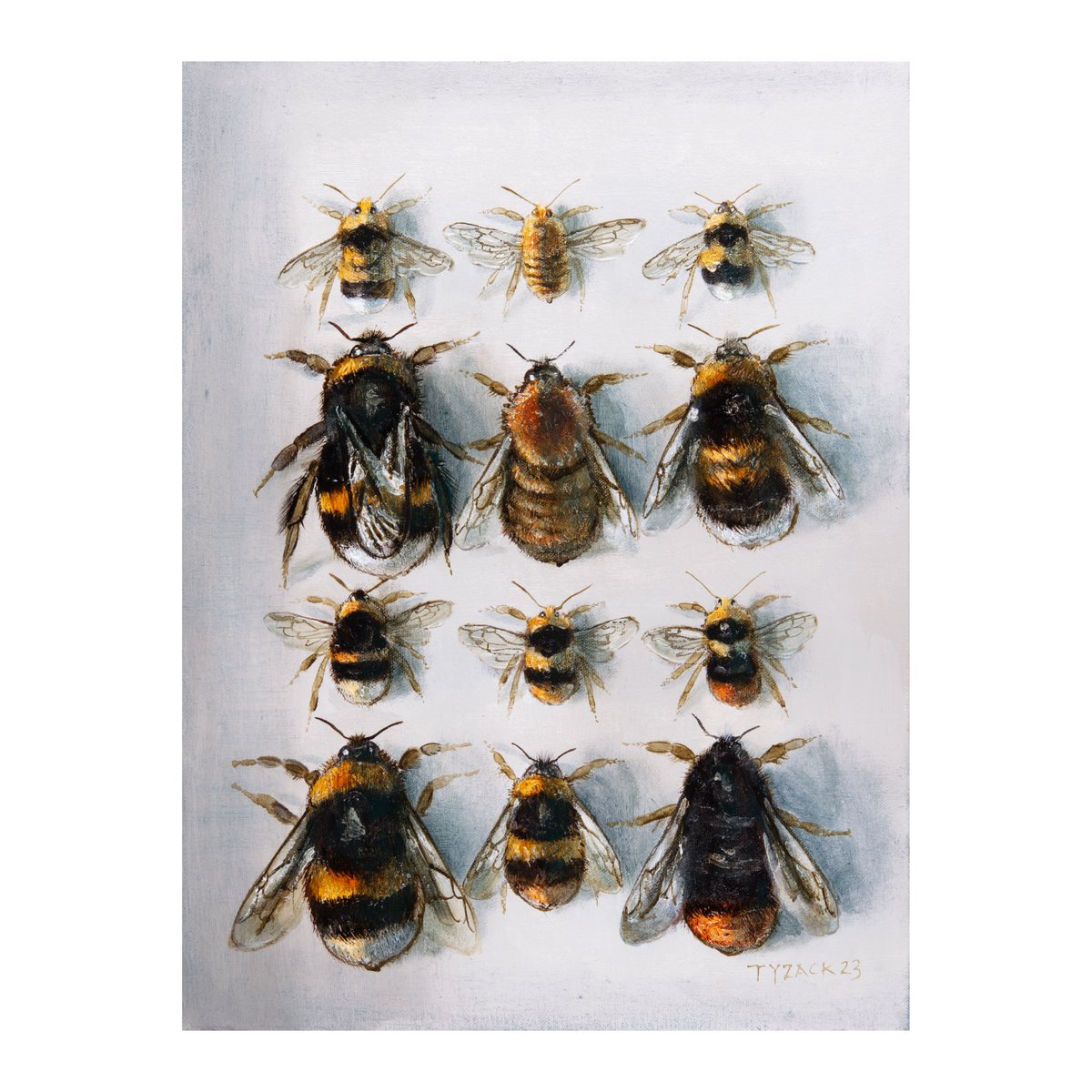 Kings & Queens 58cm x 49cm by Andrew Tyzack
@108fineart
April 22nd-May 26th 108 Fine Art 16 Cold Bath Road Harrogate HG2 0NA W: 108fineart.com #bumblebees #beekeeping #beeart #bees #beepic #bombus #artist #tyzack #huguenots #Harrogate #yorkshire #coldbathroad #british