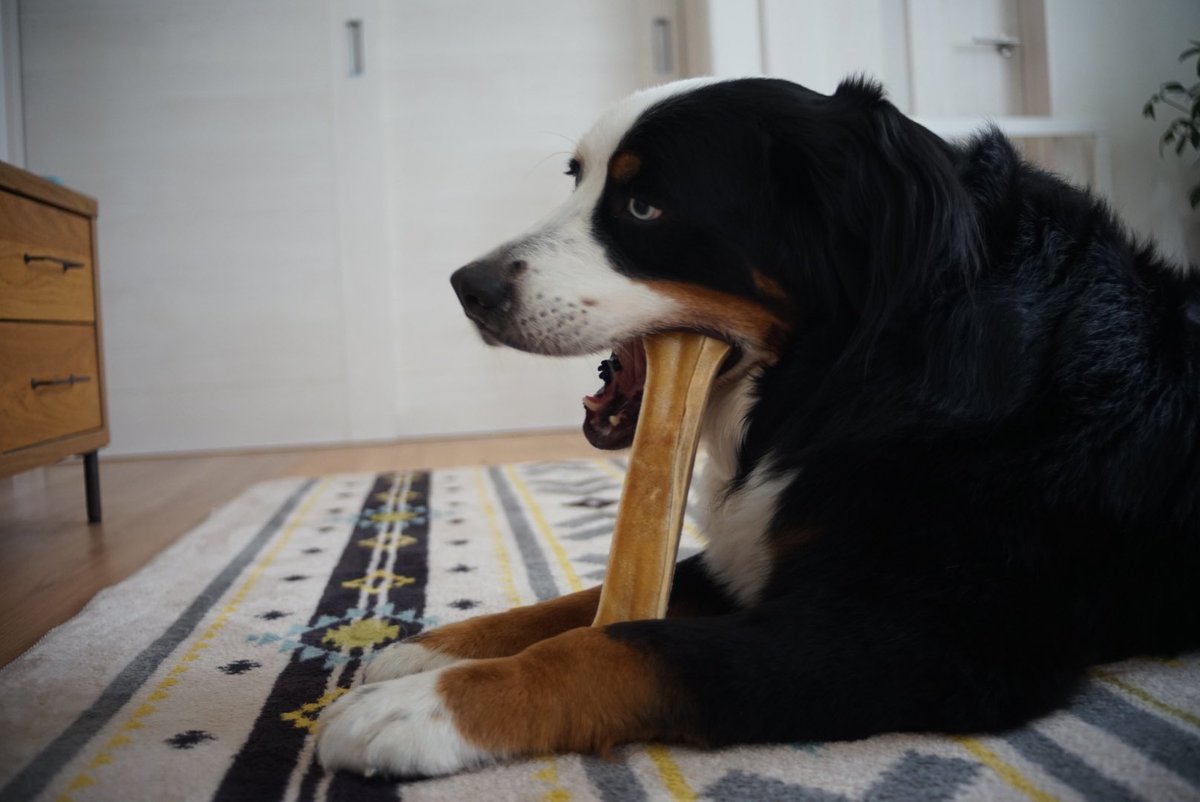 marine_bernese tweet picture