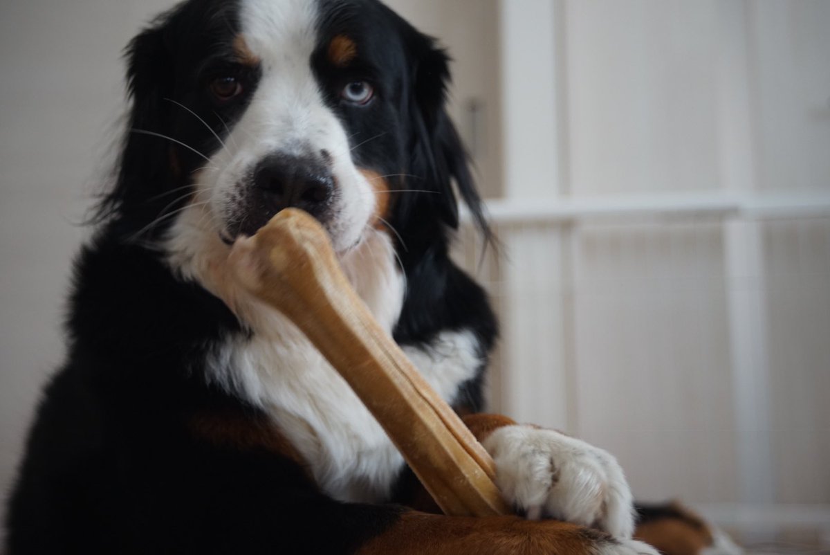 marine_bernese tweet picture