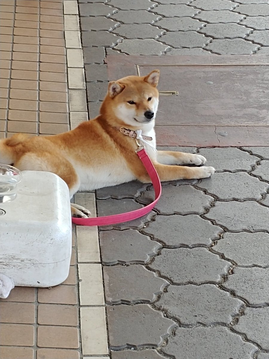 soccercrazy807's tweet photo. 三重県松阪市で、若い柴犬が迷子です。
赤い首輪、とてもおとなしく、人馴れしてます。
飼い主様に届きますように。 https://t.co/6UL8d9HIjB