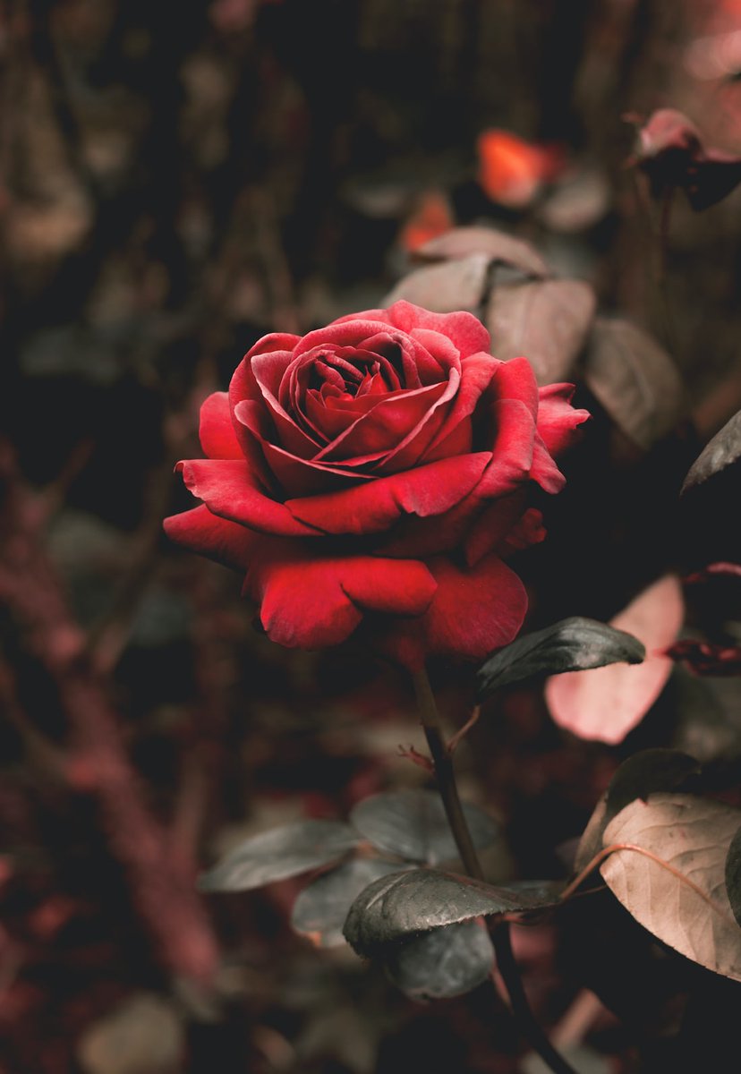 rozepay's tweet photo. Fellow Crypto and Blockchain enthusiasts in the $ROZE Ecosystem , let's remember the strength and resilience of our #RozeCommunity. 

Despite the ups and downs in the crypto market, we have continued to stand strong and support each other.
#CryptoCommunity #CryptoTwitter #Cryptos https://t.co/T9yYTqjuKu