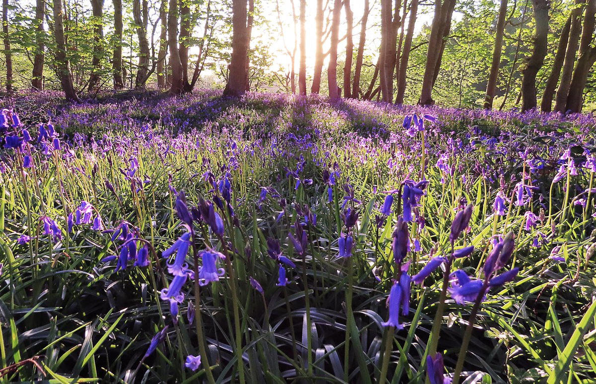 squinancywort1's tweet photo. If heaven exists I think it will be a bluebell wood, it will always be late April, and the sun will always be just coming up.

There will be a joyous dawn chorus and the sound of nearby running water. https://t.co/cOqWmJ8uqG
