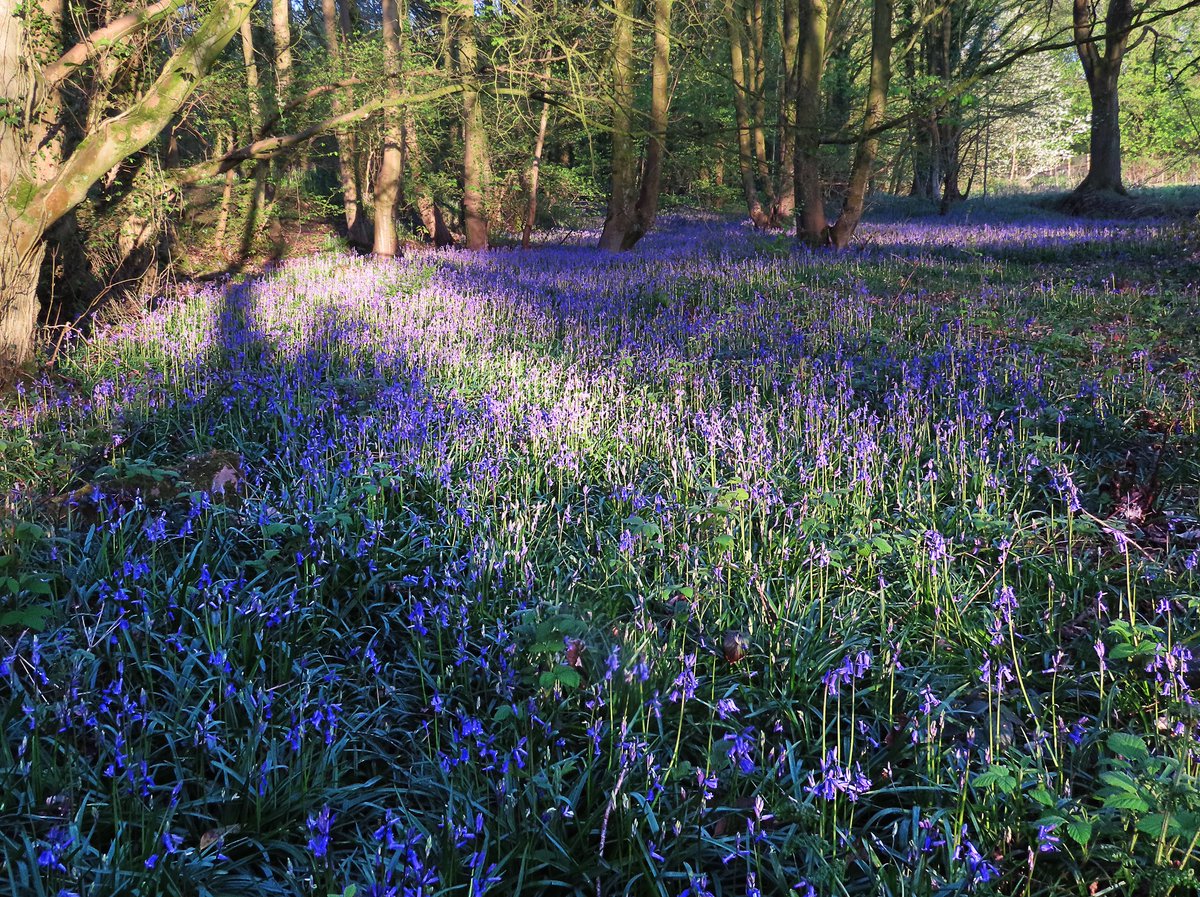 squinancywort1's tweet photo. If heaven exists I think it will be a bluebell wood, it will always be late April, and the sun will always be just coming up.

There will be a joyous dawn chorus and the sound of nearby running water. https://t.co/cOqWmJ8uqG