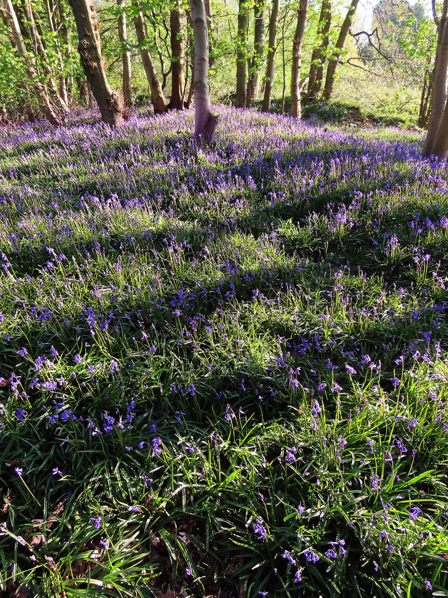 squinancywort1's tweet photo. If heaven exists I think it will be a bluebell wood, it will always be late April, and the sun will always be just coming up.

There will be a joyous dawn chorus and the sound of nearby running water. https://t.co/cOqWmJ8uqG