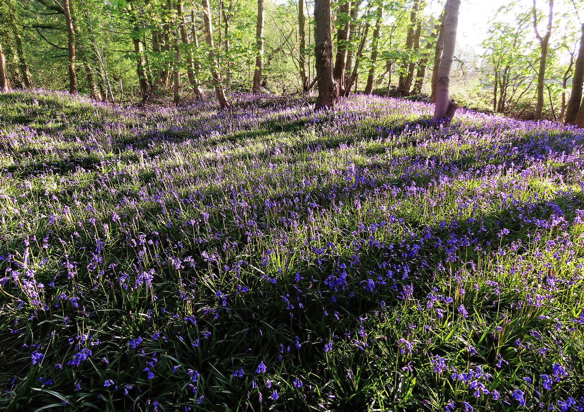 If heaven exists I think it will be a bluebell wood, it will always be late April, and the sun will always be just coming up.

There will be a joyous dawn chorus and the sound of nearby running water.