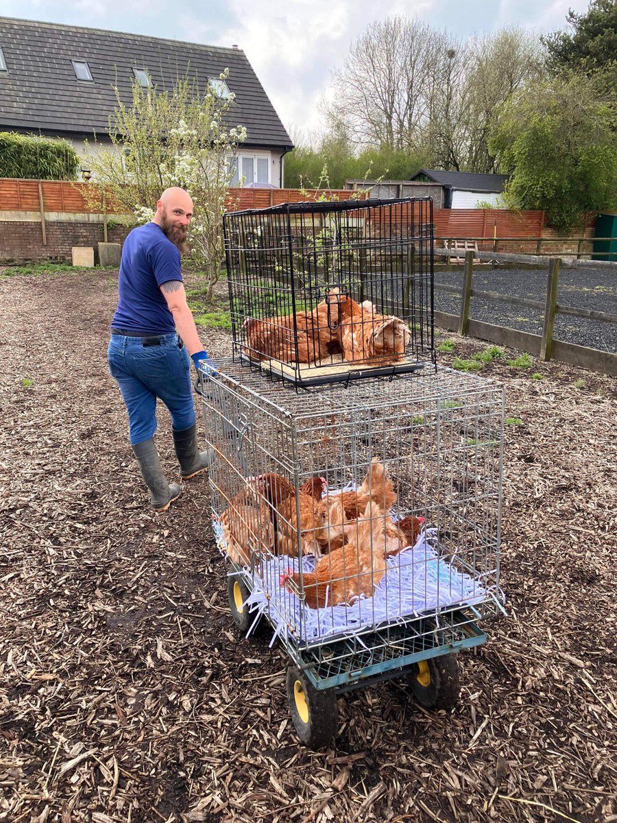 Lucky Hens Rescue 🐔 tweet media
