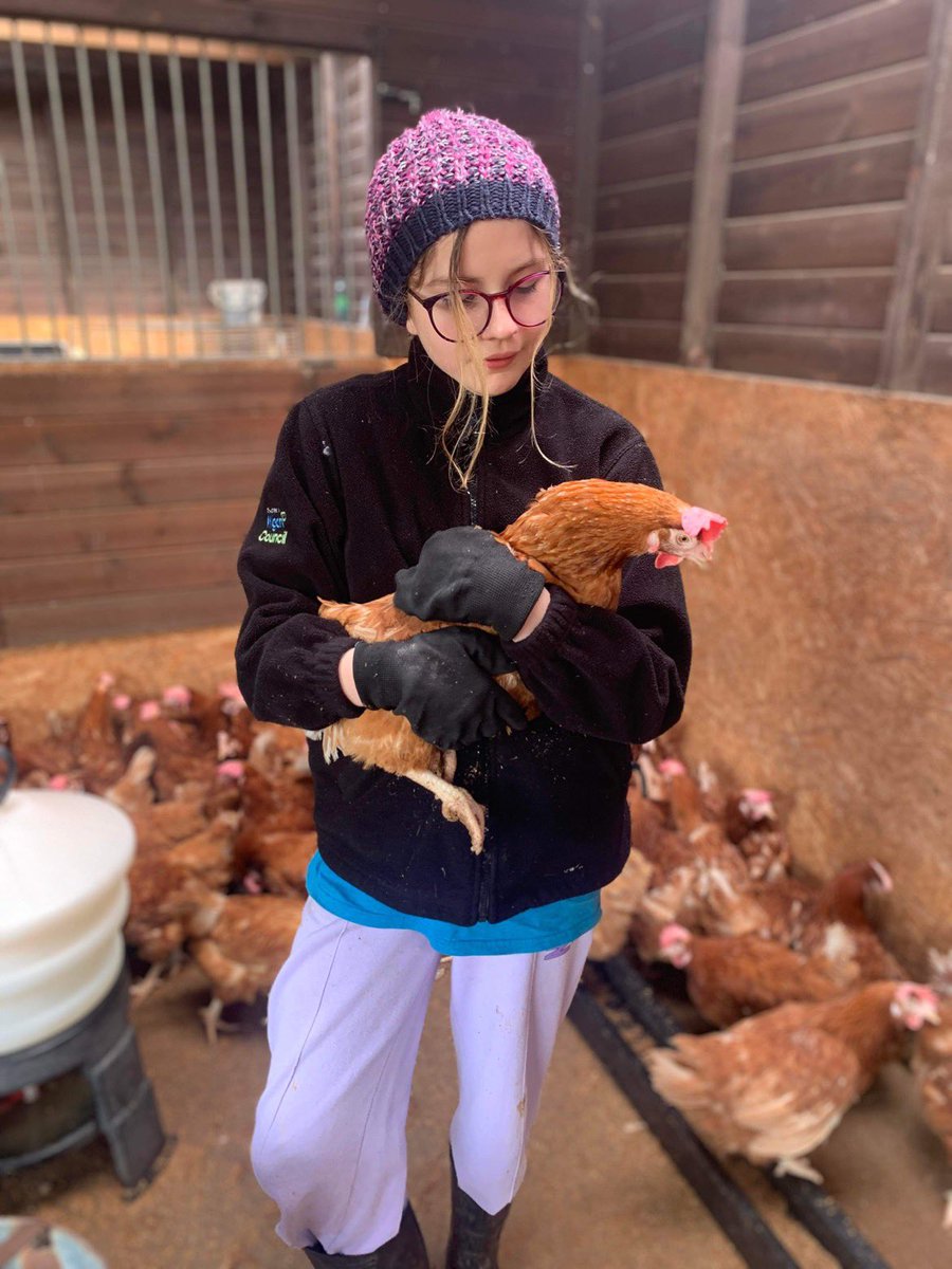 Lucky Hens Rescue 🐔 tweet media